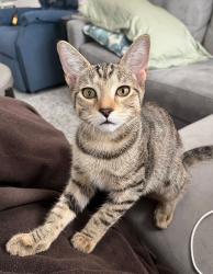 Reunited Female Cat last seen N Brentwood Circle and Leah Lane in Brentwood, Lecanto, FL 34461