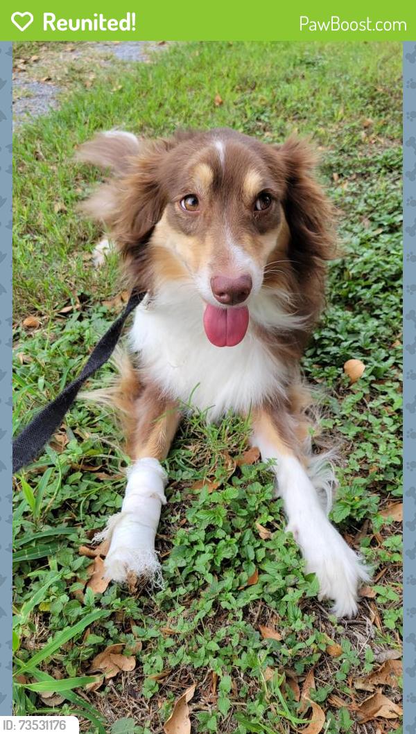 Reunited Female Dog last seen Pendleton park, Harlingen, TX 78550