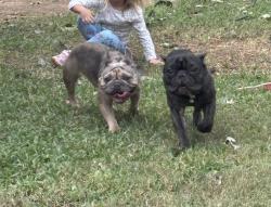 Found/Stray Male Dog last seen Park Row and Arkansas, Mc Rae, AR 72102