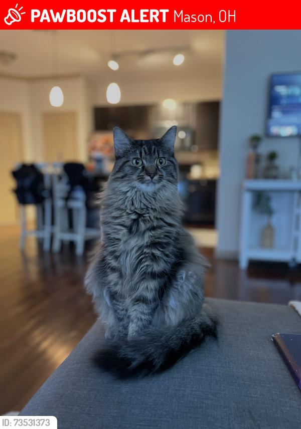 Lost Female Cat last seen In my home, Mason, OH 45040