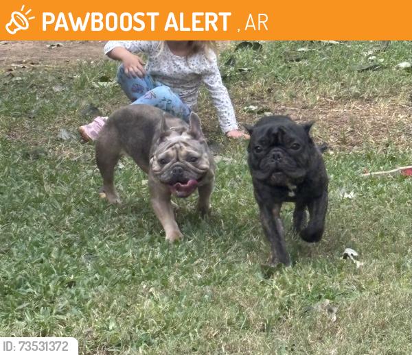 Found/Stray Male Dog last seen Park Row and Arkansas, Mc Rae, AR 72102