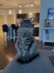 Lost Female Cat last seen In my home, Mason, OH 45040