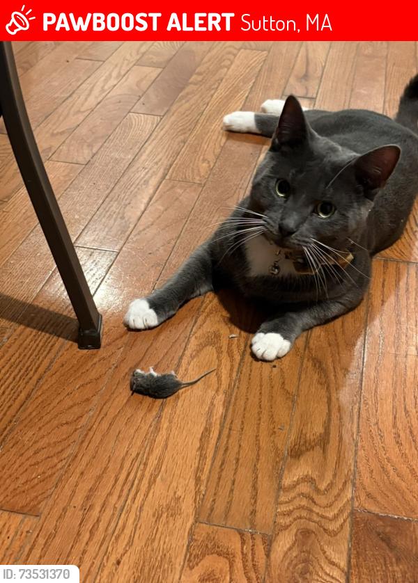 Lost Male Cat last seen Near Singletary Ave Sutton, Sutton, MA 01590