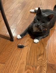 Lost Male Cat last seen Near Singletary Ave Sutton, Sutton, MA 01590