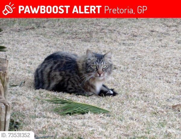 Lost Male Cat last seen Moreleta park- The Meadows, Pretoria, GP 0181