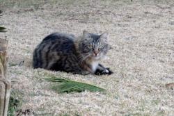 Lost Male Cat last seen Moreleta park- The Meadows, Pretoria, GP 0181