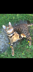 Lost Male Cat last seen Charlestown Road near White Moss shops, Greater Manchester, England 