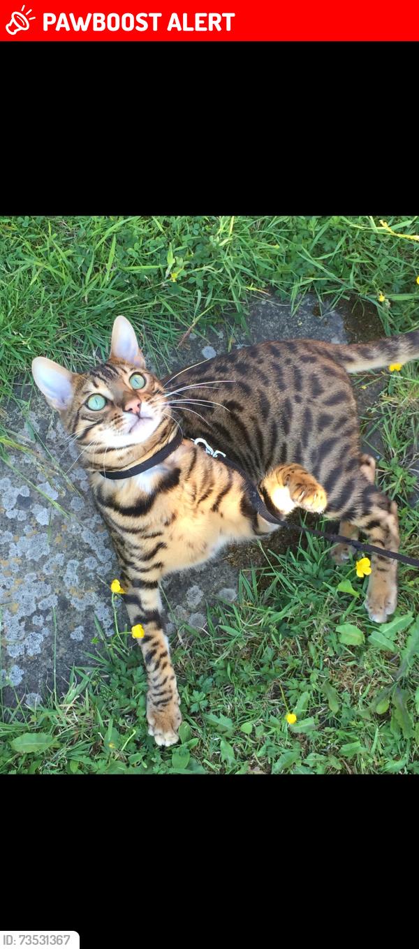 Lost Male Cat last seen Charlestown Road near White Moss shops, Greater Manchester, England 