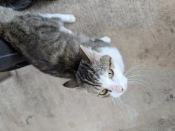 Found/Stray Unknown Cat last seen 35th an catus, Phoenix, AZ 85029