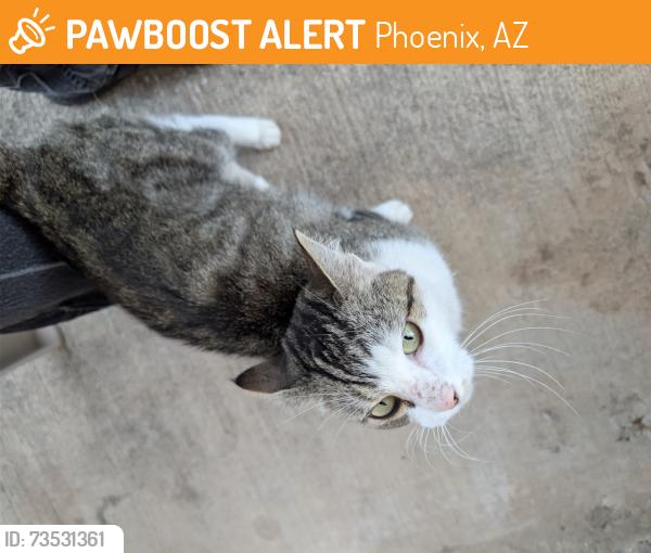 Found/Stray Unknown Cat last seen 35th an catus, Phoenix, AZ 85029