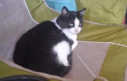 Lost Female Cat last seen Newton dr. And 534, Newton Falls, OH 44444