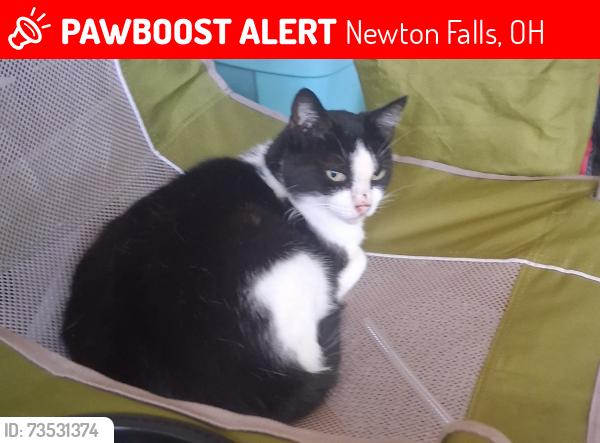 Lost Female Cat last seen Newton dr. And 534, Newton Falls, OH 44444