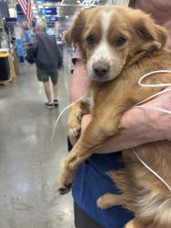 Found/Stray Female Dog last seen Lowe’s on Havana, Aurora, CO 80012