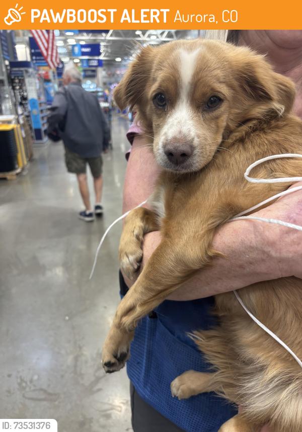 Found/Stray Female Dog last seen Lowe’s on Havana, Aurora, CO 80012