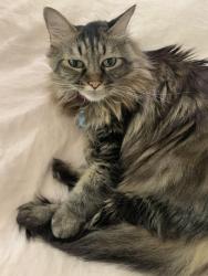 Lost Female Cat last seen Near Brandeis Ave, Orlando, FL 32839