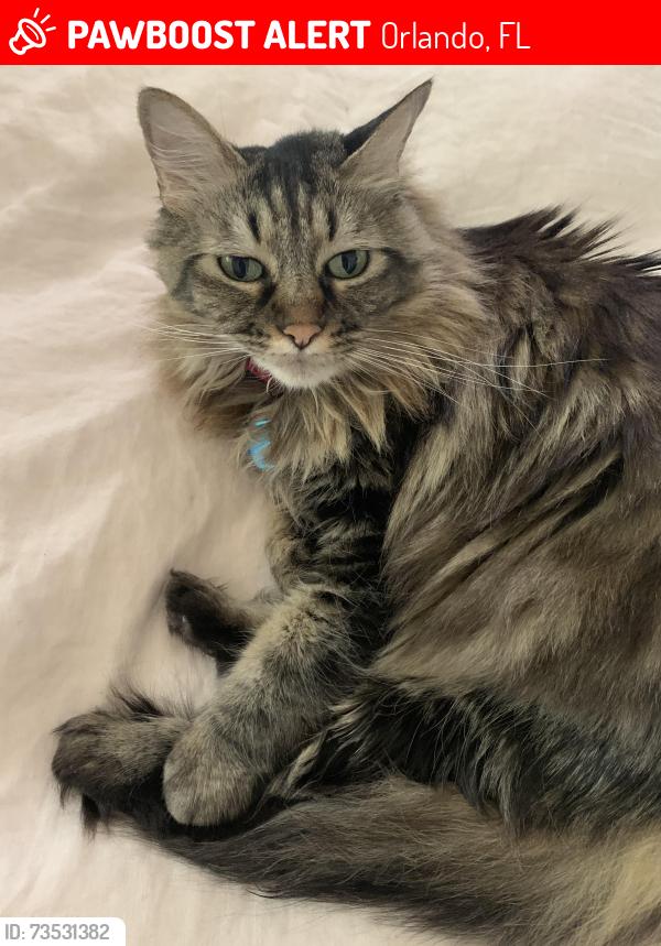 Lost Female Cat last seen Near Brandeis Ave, Orlando, FL 32839