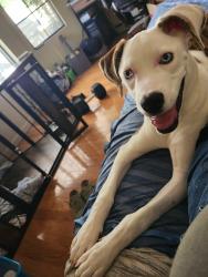 Lost Female Dog last seen Near N 43rd Ave, Glendale, AZ 85301, Glendale, AZ 85301