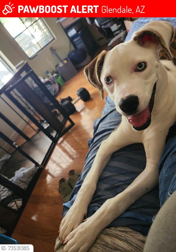 Lost Female Dog last seen Near N 43rd Ave, Glendale, AZ 85301, Glendale, AZ 85301