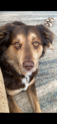 Lost Female Dog last seen Wilson rd and Rollins rd, Ingleside, IL 60041