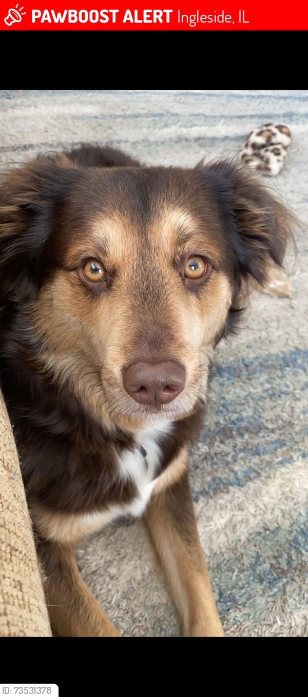 Lost Female Dog last seen Wilson rd and Rollins rd, Ingleside, IL 60041