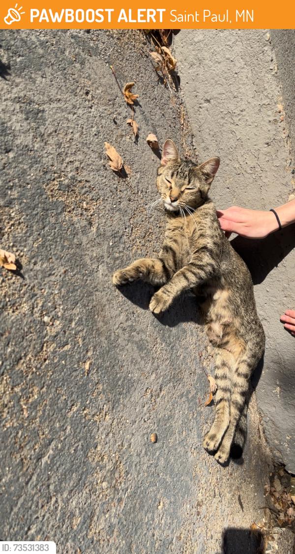 Found/Stray Female Cat last seen Forest street, Saint Paul, MN 55101