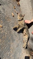 Found/Stray Female Cat last seen Forest street, Saint Paul, MN 55101