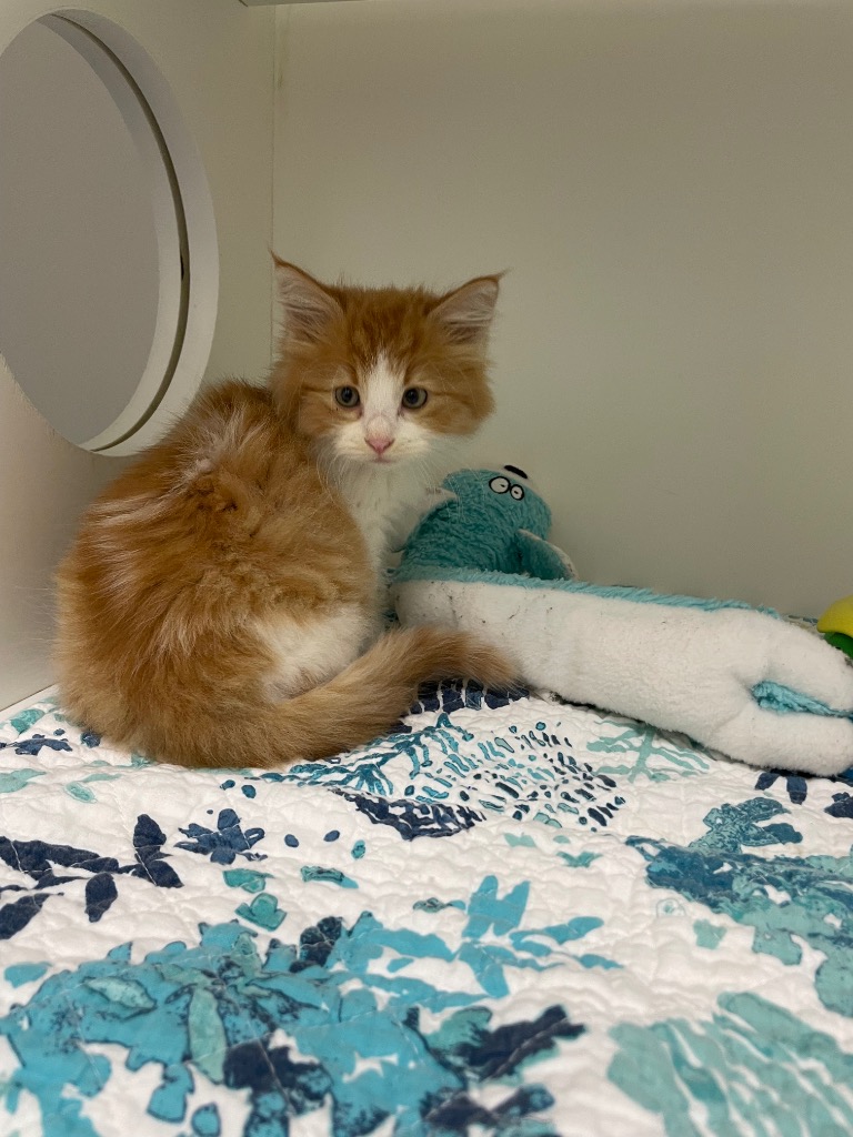 Shelter Stray Male Cat last seen Forest park, 8485 E Reno Ave, Midwest City, OK 73110, USA