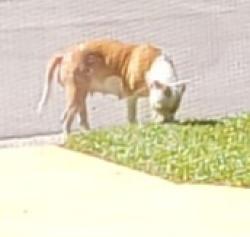 Found/Stray Female Dog last seen Dustin Drive and Whitney Way, Lady Lake, FL 32159