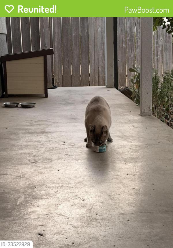 Reunited Unknown Cat last seen Wildrose Way, Ebe St, Sacramento, CA 95826