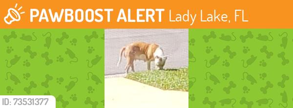 Found/Stray Female Dog last seen Dustin Drive and Whitney Way, Lady Lake, FL 32159
