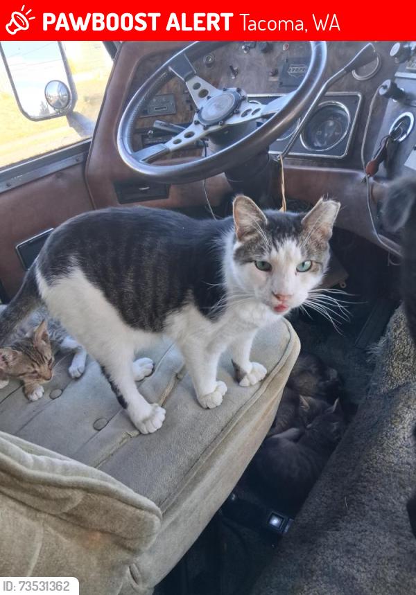 Lost Male Cat last seen 15rh & Yakima Ave. Tacoma Washington 98408, Tacoma, WA 98405