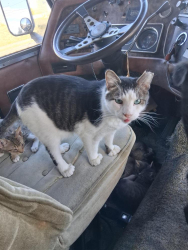Lost Male Cat last seen 15rh & Yakima Ave. Tacoma Washington 98408, Tacoma, WA 98405