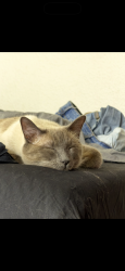 Reunited Male Cat last seen 49th And Zuni and 50th and Zuni, Denver, CO 80221