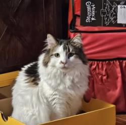 Reunited Male Cat last seen Near block of Worth Drive between E 11 St & Stevens Drive, Cheyenne, WY 82001