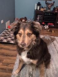 Reunited Female Dog last seen Wilson and Rollins Rd, Ingleside, IL 60041