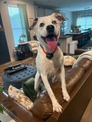 Reunited Male Dog last seen Near Northrop St, Lupton City, TN 37351, USA, Chattanooga, TN 37351