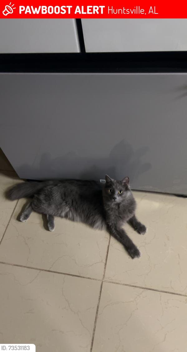 Lost Male Cat last seen Pulaski Pike NW, Juniper, Huntsville, AL 35810