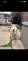 Reunited Unknown Dog last seen Grenada Ln, Foster City, CA 94404