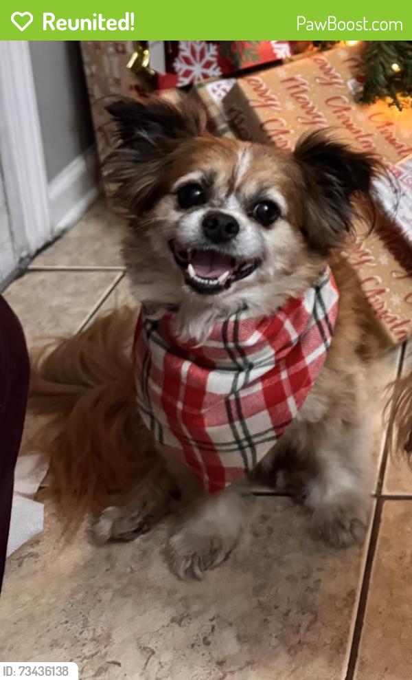 Reunited Male Dog last seen Springtree subdivision, Jacksonville, FL 32210