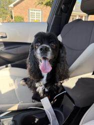 Found/Stray Unknown Dog last seen Kings rd, Gonzalez, FL 32533
