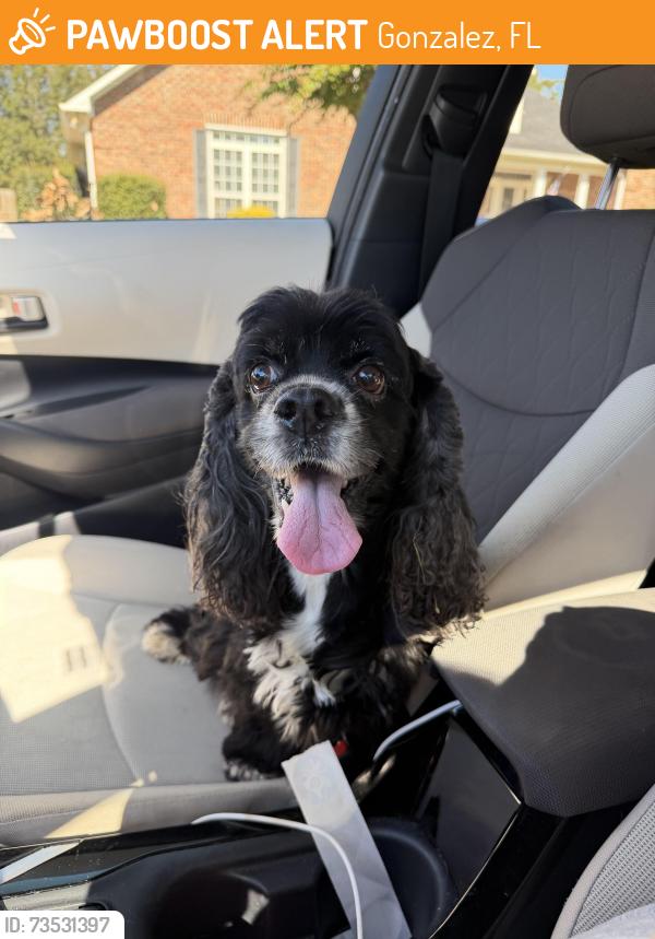 Found/Stray Unknown Dog last seen Kings rd, Gonzalez, FL 32533