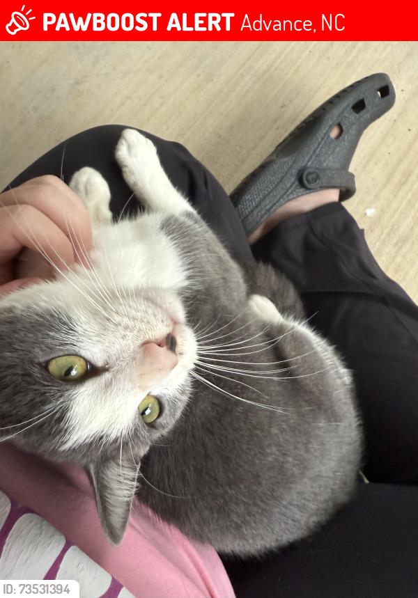 Lost Male Cat last seen Near Oak Valley, Advance, NC, Advance, NC 27006