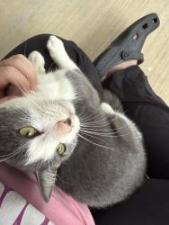 Lost Male Cat last seen Near Oak Valley, Advance, NC, Advance, NC 27006