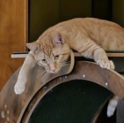 Reunited Male Cat last seen Worth Drive between E 11th Street and Stevens Drive, Cheyenne, WY 82001