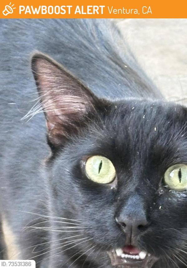 Found/Stray Unknown Cat last seen Roswell & Montgomery, Ventura, CA 93001