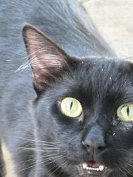 Found/Stray Unknown Cat last seen Roswell & Montgomery, Ventura, CA 93001
