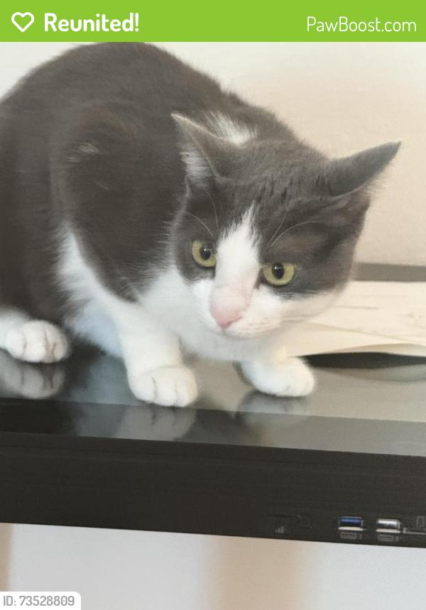 Reunited Female Cat last seen Near sw 38th lane, Cape Coral, FL 33914