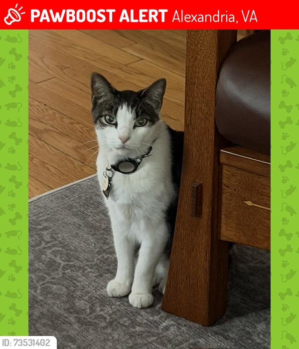 Lost Male Cat last seen Russell Road and Rosecrest Ave, Alexandria, VA 22301