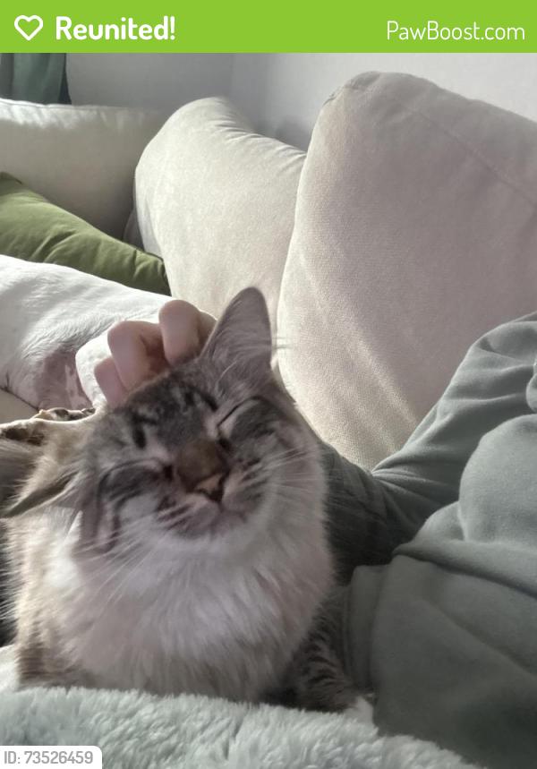 Reunited Female Cat last seen Nanes by the construction site, Houston, TX 77090