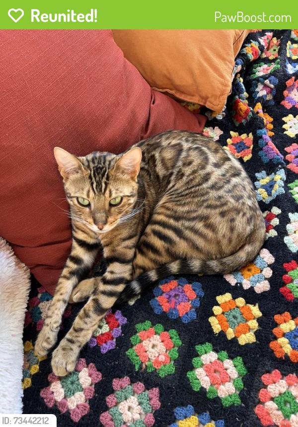 Reunited Male Cat last seen View Ridge Dr and Alabama St, Bellingham, WA 98229
